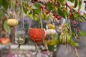 Pumpkin decoration on ornamental apple tree: glass and pumpkin as lantern, small ornamental pumpkins