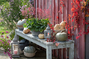 Edible pumpkins with lantern and flowering purple bellflower on wooden bench