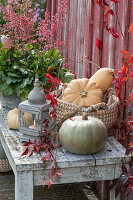 Edible pumpkins with lantern and flowering purple bellflower on wooden bench