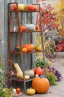 Pumpkins on a shelf on the terrace, decorated with rose hips, lanterns and candles