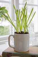 Planted grape hyacinth in a white mug