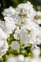 Weiße Flammenblume (Phlox paniculata)