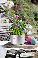 Snake's head fritillaries, grape hyacinths, striped squill and cowslips in a tin pot