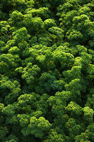Kale (full picture)