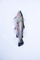 Fresh trout with crushed ice