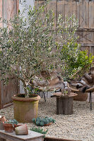Olive tree and succulent on gravel terrace