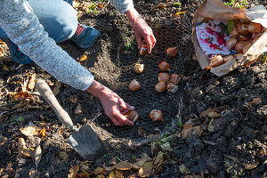 Tulip bulbs in wire mesh to protect against voles