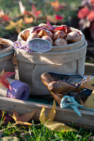 Tulip bulbs in one bag