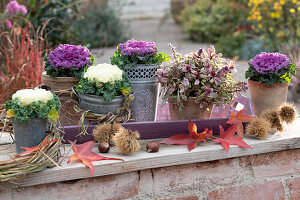 Ornamental cabbage (Brassica oleracea) and multicolored bugleherb (Ajuga reptans) variety 'Burgundy Glow' in pots