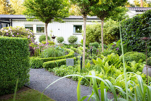 Ferns along the garden path, low box hedges in a circular shape in the background