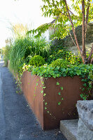 Bed with multi-stemmed hedge and ivy facing the paved road