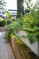 Old concrete wall overgrown with moss, above it bed with ferns made of galvanized sheet metal