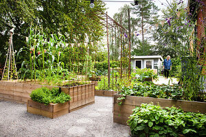 Gemüsegarten in Hochbeeten aus Holz mit Spalier