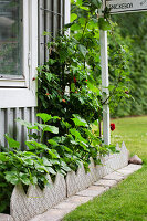 Beet mit dekorativer Einfassung aus Beton an Hauswand