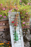 Zinnien, Hagebuttenzweige, Zieräpfeln und Wilder Fenchel in grüner Flasche am Vintage Fensterladen