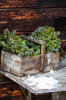 Conifer branches in a wooden box