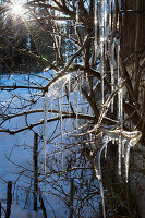 Icicles on a tree in the garden