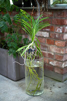Plant with long roots in a glass of water in front of a brick wall