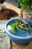 Tillandsia (Tillandsia) in a blue bowl of water