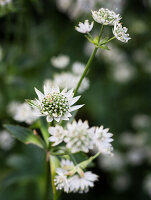 Weiße Sterndolde (Astrantia major) 'Star of Billion'