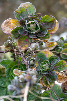 Rosenkohl (Brassica oleracea) im Garten (Close up)
