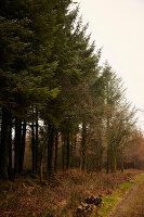 Devon forestry and bracken  UK