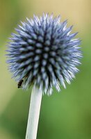 Samenköpfe von Echinops sphaerocephalus (Kugeldistel) mit einem Insekt