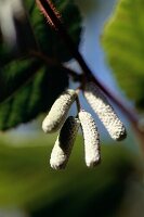 Detail of Catkin in tree