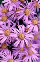 Lila Blume in Nahaufnahme von Michaelisblume Aster Asteraceae im städtischen Naturgarten in London