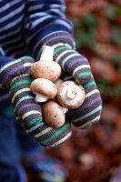 Junge mit gestreiften Handschuhen hält Pilze in den Handflächen, Haslemere, Surrey, England