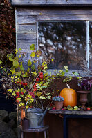 Autumn garden decoration with pumpkin and succulents in front of window