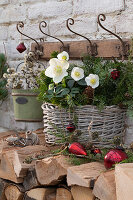 Christmas basket with Christmas roses (Helleborus), fir branches (Abies), hemlock (Tsuga) and Christmas tree decorations