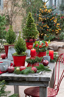 Weihnachtsdekoration mit Skimmie (Skimmia), Zuckerhutfichte 'Conica' (Picea glauca), Kerzen und Äpfeln