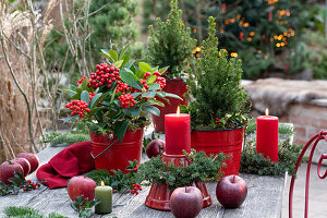 Weihnachtsdekoration mit Skimmie (Skimmia), Zuckerhutfichte 'Conica' (Picea glauca), Kerzen und Äpfeln