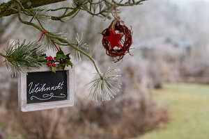 Kleine Weihnachtstafel mit Kiefernzweig (Pinus) und Ilex 'Blue Princess' im Garten