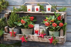 Holzregal mit Zuckerhutfichte (Picea glauca) und Skimmie (Skimmia) an Bretterwand