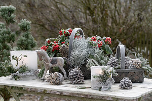 Christmas decoration with skimmia (Skimmia), Cushion bush (Calocephalus Brownii), lantern, small rocking horse and cones