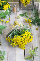 Bouquet of tansy (Tanacetum vulgare)