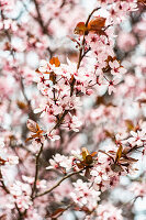 Pink cherry tree blooming in the garden with bokeh on the background