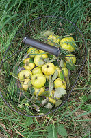 Basket with quinces in the meadow