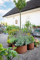 Plants in pots and raised beds in a gravel garden