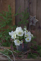 Christmas rose bouquet with birch and spruce branches in a bucket