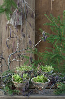 Resin planters filled with moss