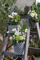 Christmas roses, (Helleborus Niger) in flower pots on a ladder, garden decoration