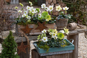 Christrosen in Blumentöpfen, (Helleborus Niger), Zuckerhutfichte, Weihnachtsdekoration