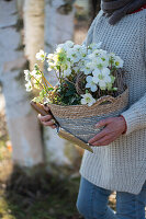 Woman with Christmas rose in flower pot, (Helleborus Niger)