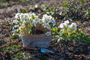 Christmas rose in flower pot, (Helleborus Niger), in the garden