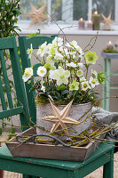 Christmas rose in pot on wooden chair, (Helleborus niger)