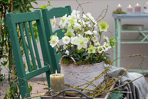 Christmas rose in pot on wooden chair, (Helleborus niger)