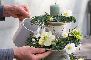 Hände gießen winterliche Dekoration aus Tassen, Kerze, Tannenzweige und Christrosen (Helleborus Niger)